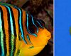Pomacanthidae – Marine Angelfishes
