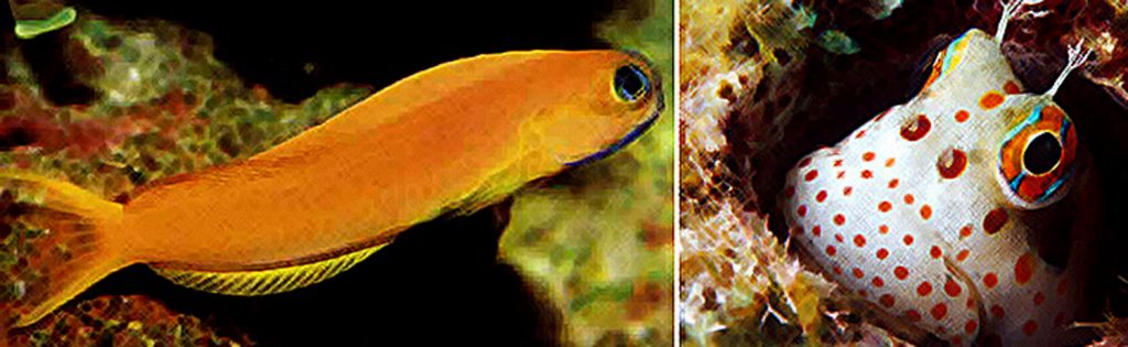 Blennies Tropical Marine Aquarium Fish 