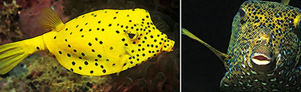 Ostraciidae- Boxfish