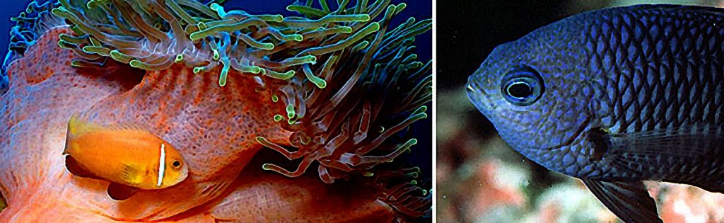 Pomacentridae – Damselfish, Anemonefish