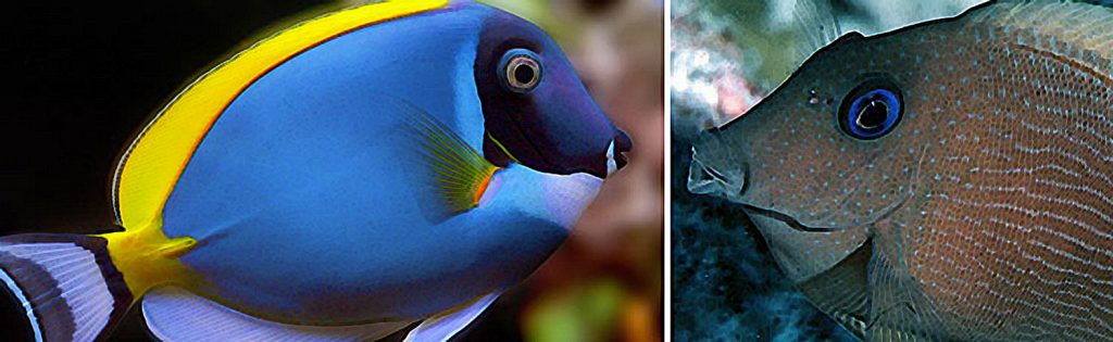Acanthuridae – Surgeonfishes Tangs