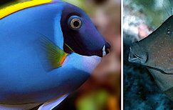 Acanthuridae – Surgeonfishes Tangs