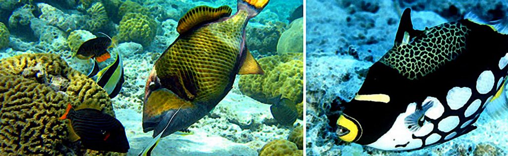 Balistidae – Triggerfish